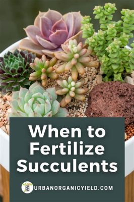 Do Succulents Need Fertilizer? And Why Do They Sometimes Look Like They're From Another Planet?