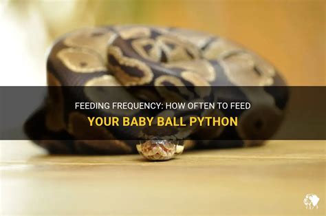 How Often to Feed Baby Ball Python: A Comprehensive Guide to Keeping Your Slithery Friend Happy and Healthy