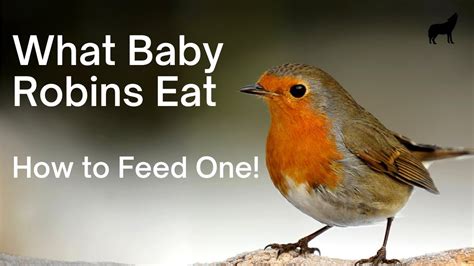 How to Feed a Baby Robin: A Journey Through Feathers and Time