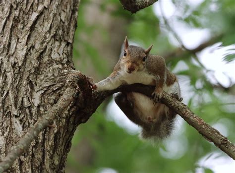 Is Bear Spray Legal in Maryland? And Why Do Squirrels Always Seem to Know Where It Is?