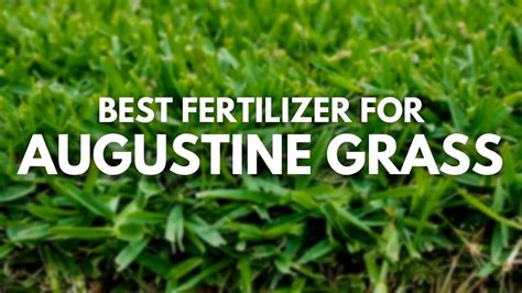 What is the Best Weed and Feed for St. Augustine Grass? And Why Do Garden Gnomes Love It So Much?