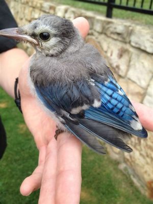 What to Feed a Baby Blue Jay: A Journey Through Feathers and Flavors