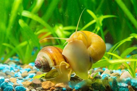 What to Feed Mystery Snails in Aquarium: A Dive into the Unexpected